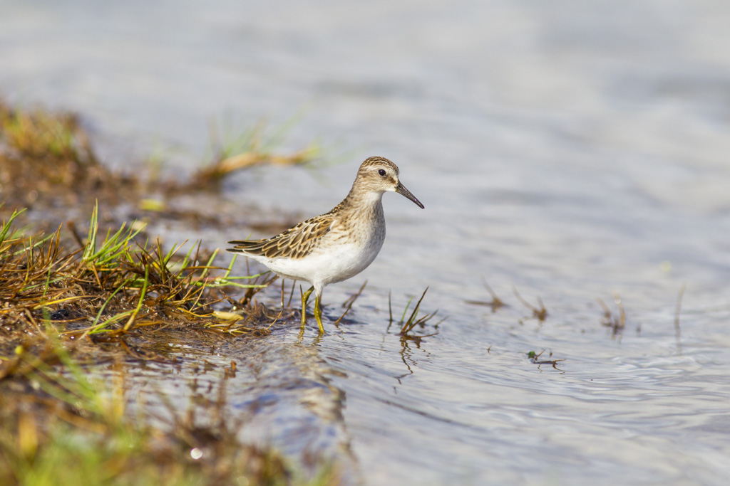 Least sandpiper KAC7711_1