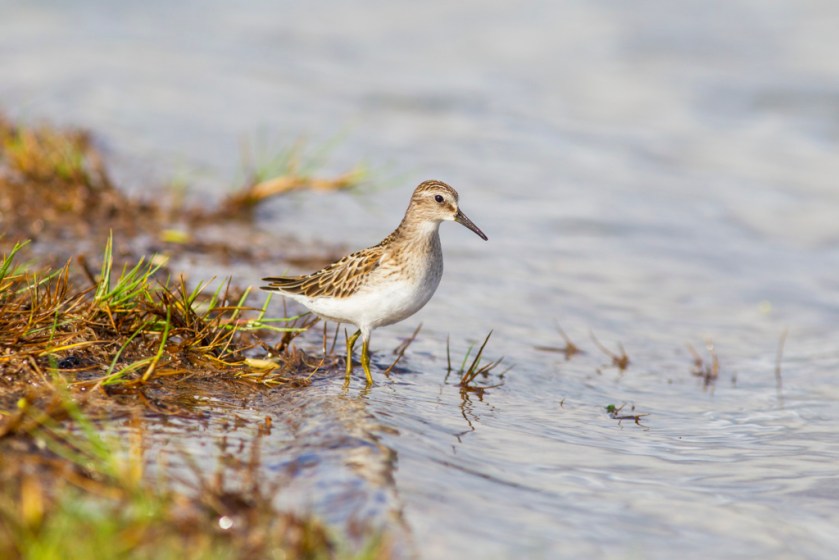 Least sandpiper KAC7711_1