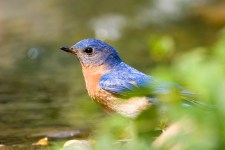 Eastern bluebird. bathing in shallow pool.
