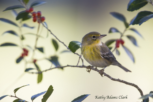 Pine warbler KAC9274