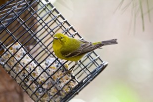 Pine warblerppKAC3731