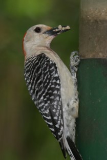 red-bellied woodpecker