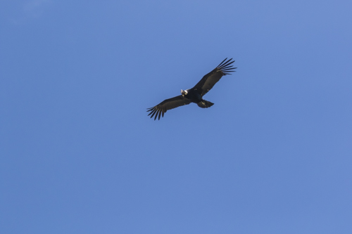 Andean condor; Ecuador.; Antisana Reserve; Vultur gryphus;