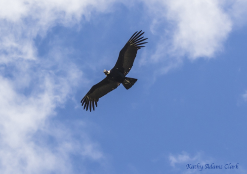 Andean condor; Ecuador.; Antisana Reserve; Vultur gryphus