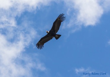 Andean condor; Ecuador.; Antisana Reserve; Vultur gryphus