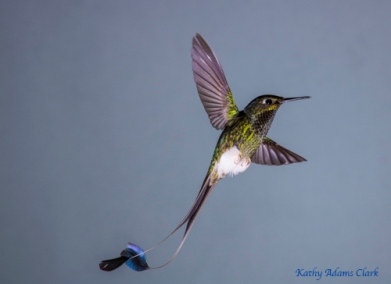 Booted racket-tail hummingbird; Ecuador.; Septimo Paraiso