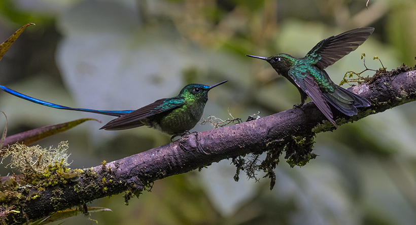 Long-tailed slyph hummingbird; Ecuador.; Guango Lodge