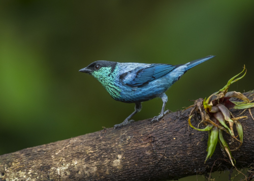 Black-capped tanager; Tangara heinei; Ecuador; Mindo Valley