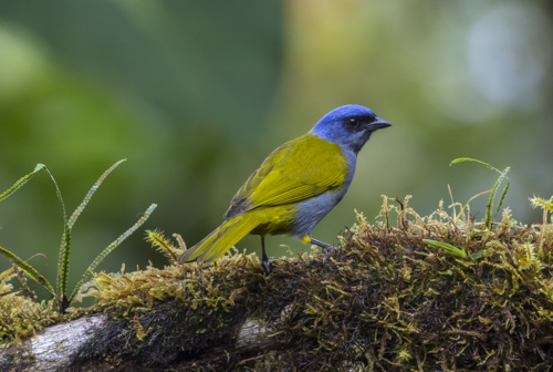 Blue-capped tanager KAC9857