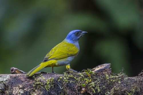 Blue-capped tanager KAC9864