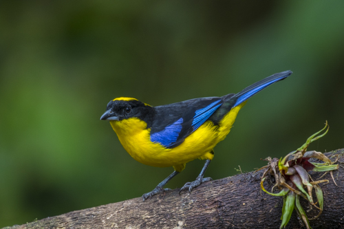 Blue-winged mountain-tanager KAC9997