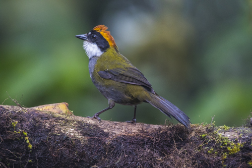 Chestnut-capped Brush-Finch, Buarremon brunneinucha,