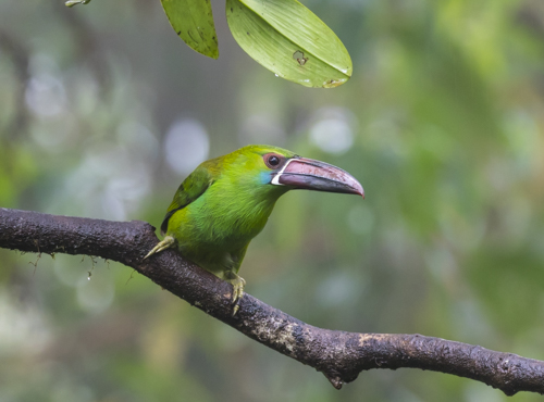 Crimson-rumped toucanet KAC9716