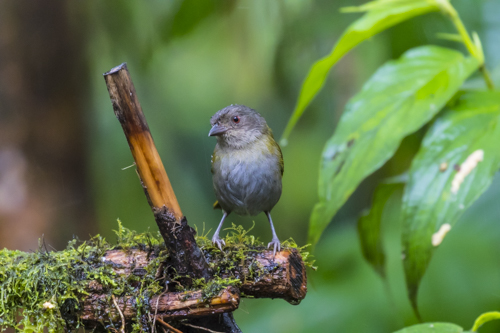 Dusky Chlorospingus KAC0091