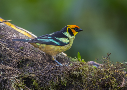 Flame-faced tanager; Tangara parzudakii; Ecuador; San Tadeo; Mindo Valley
