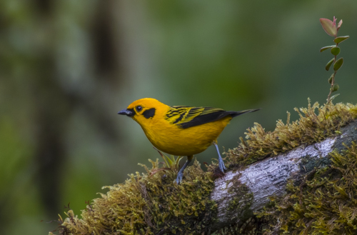 Golden tanager; Tangara arthus; Ecuador; San Tadeo; Mindo Valley