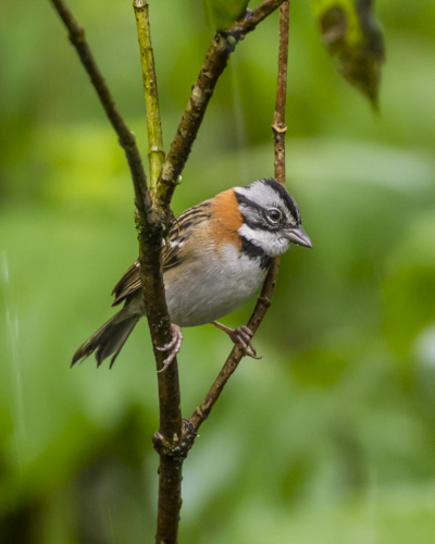 rufous-collared sparrow KAC0035