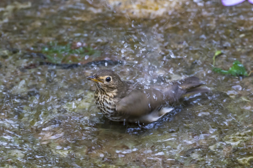 Swainson's thrush KAC9427
