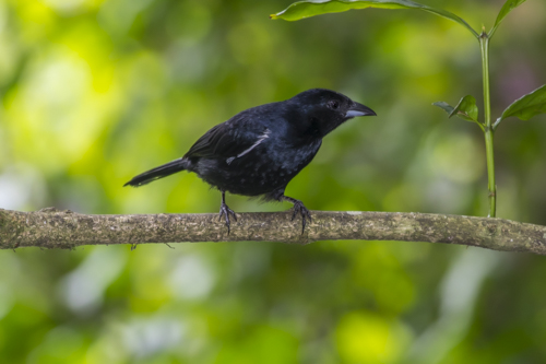 White-lined tanager KAC9389
