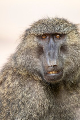 Olive baboon KAC0240