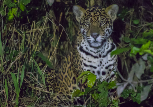 Jaguar, Pantanal, Matto Grosso, Brazil, juvenile, males