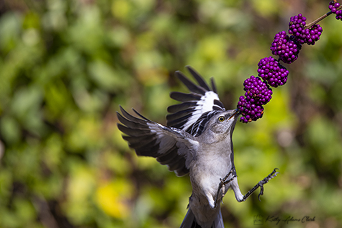 Auto Focus Method Explained – Kathy Adams Clark